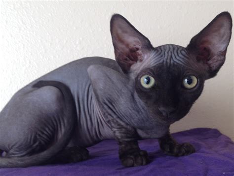 sphynx cattery texas